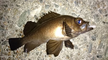 ロックフィッシュゲーム